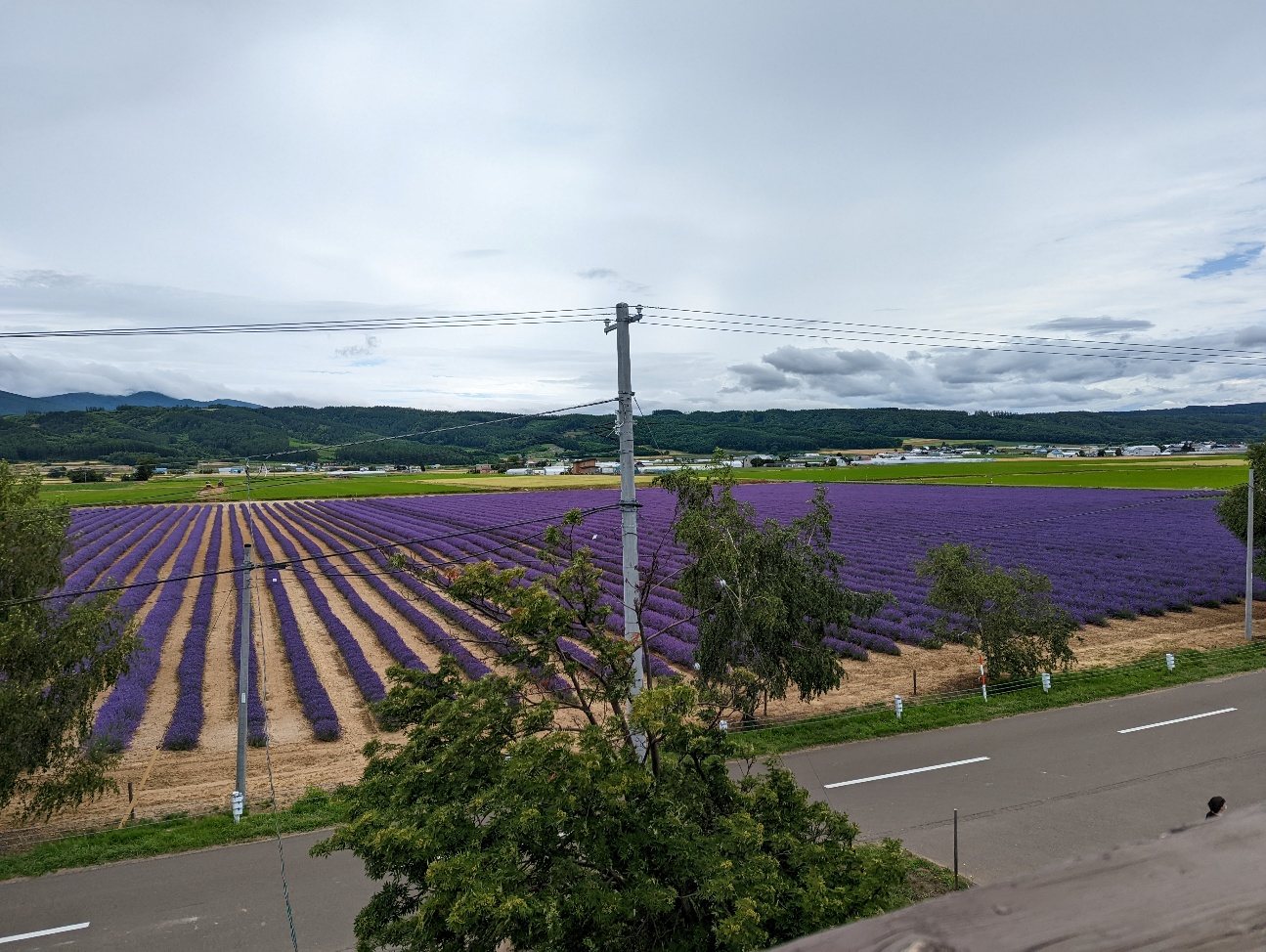 富良野のラベンダー畑